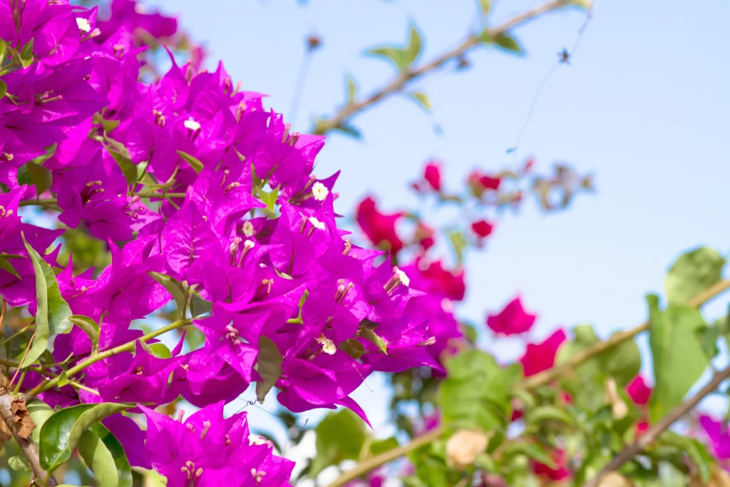 Vibrant Magenta Bougainvillea Petals Bright Green Leaves