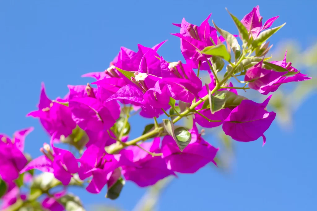 Vibrant Magenta Bougainvillea Petals Bright Blue Sky
