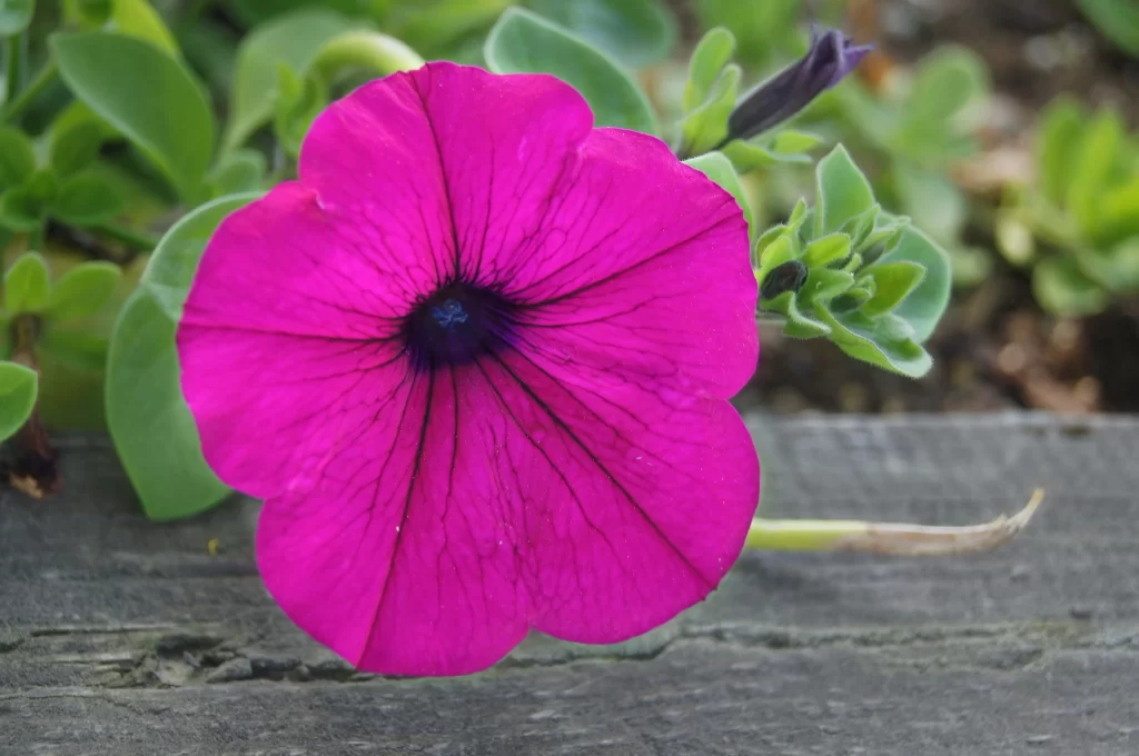 Vibrant Magenta Petals Veins Dark warm Center
