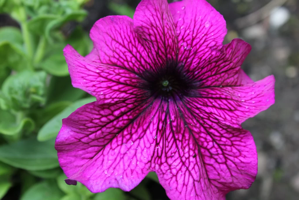 Vibrant Magenta Petals Veins Dark warm Center