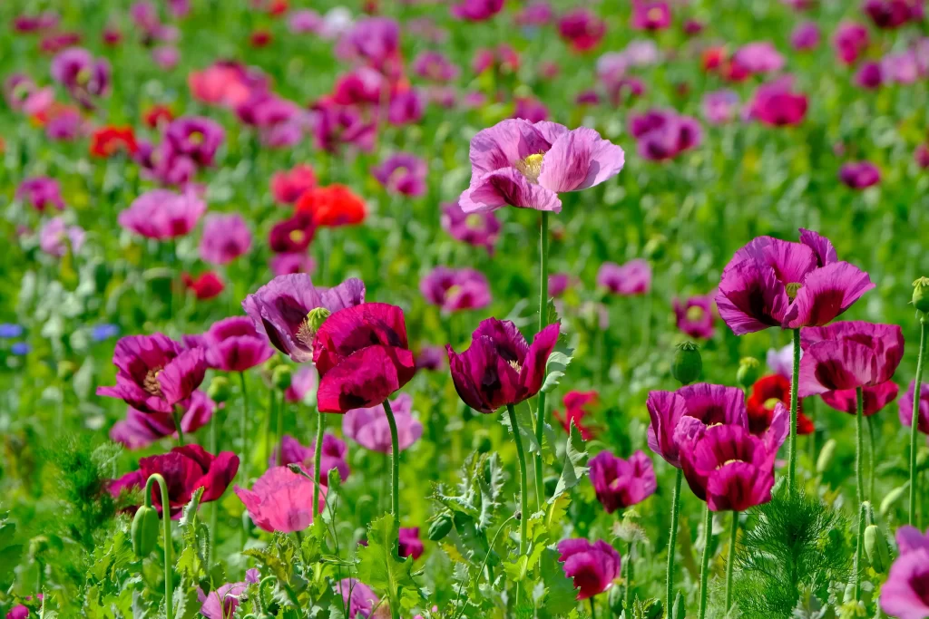 Vibrant Magenta Poppy Blooms Lush Greenery