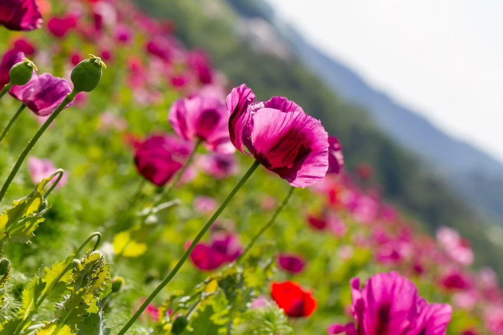 Vibrant Magenta Poppy Delicate Petals Green Foliage