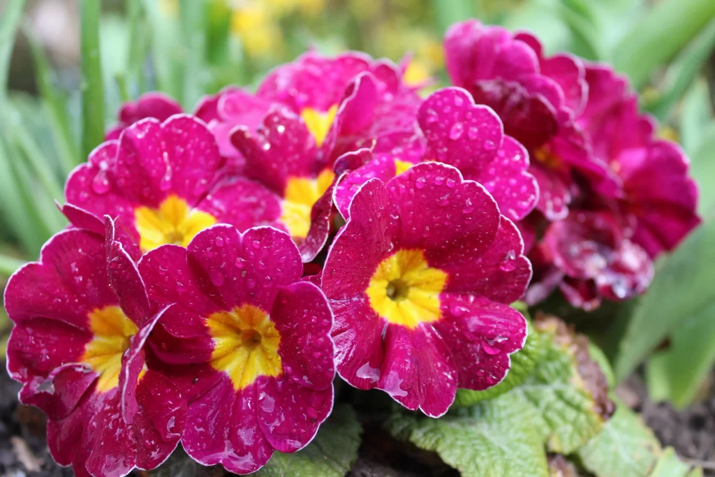 Vibrant Magenta Primrose Yellow Center Petals Dewdrops