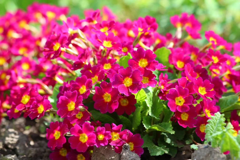 Vibrant Magenta Primrose Yellow-Centered Petals Blooming