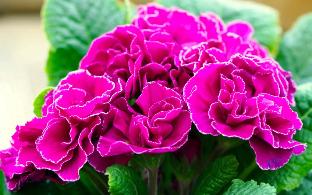 Vibrant Magenta Primrose Ruffled Petals Green warm Leaves