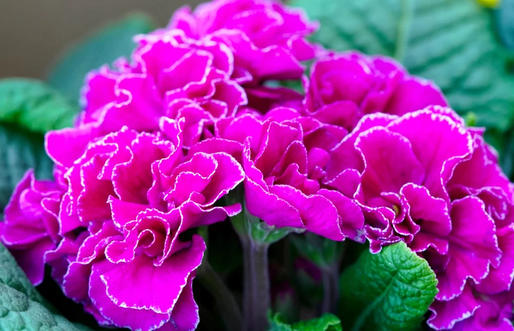 Vibrant Magenta Primrose Ruffled Petals Green cool Leaves