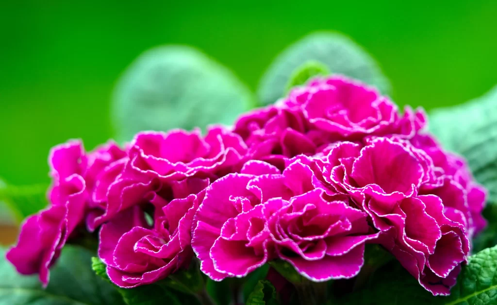 Vibrant Magenta Primrose Ruffled Petals Green gray Leaves