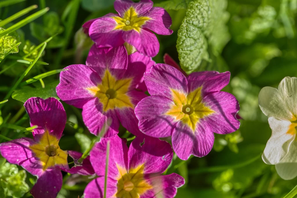Vibrant Magenta Primrose Yellow Center Petals Nature