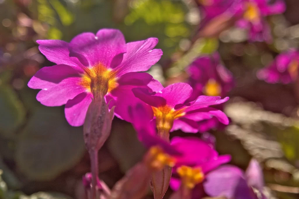 Vibrant Magenta Primrose Petals Yellow Center