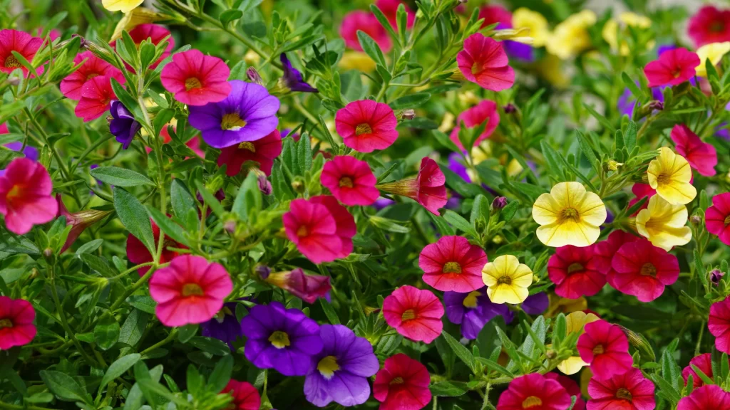 Vibrant Morning Glory Multicolored Petals Dense Blooms