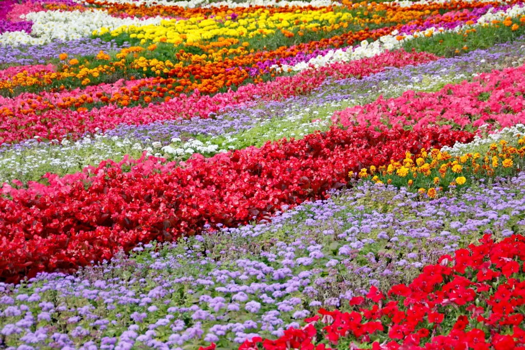 Vibrant Multicolored Blooms Rows Garden