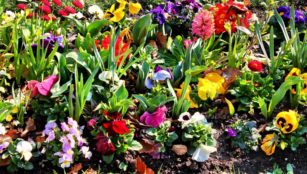 Vibrant Multicolored Pansy Petals Sunlit Garden