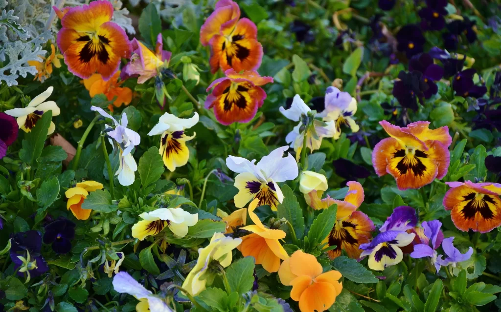 Vibrant Multicolored Pansy Petals Dark Center