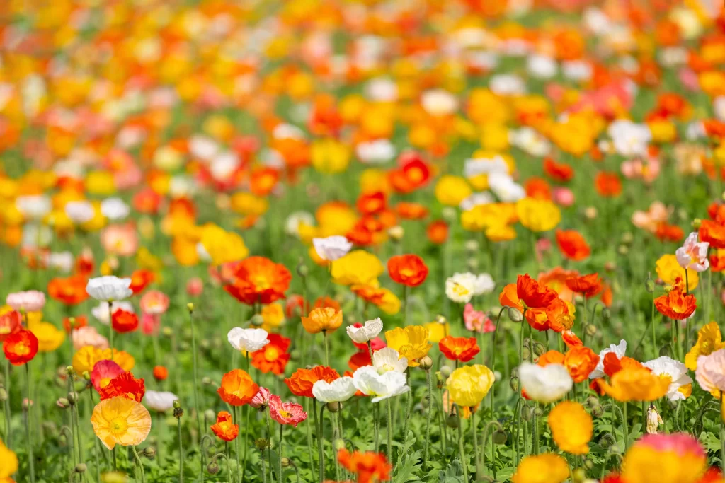 Vibrant Multicolored Poppy Blooms Greenery