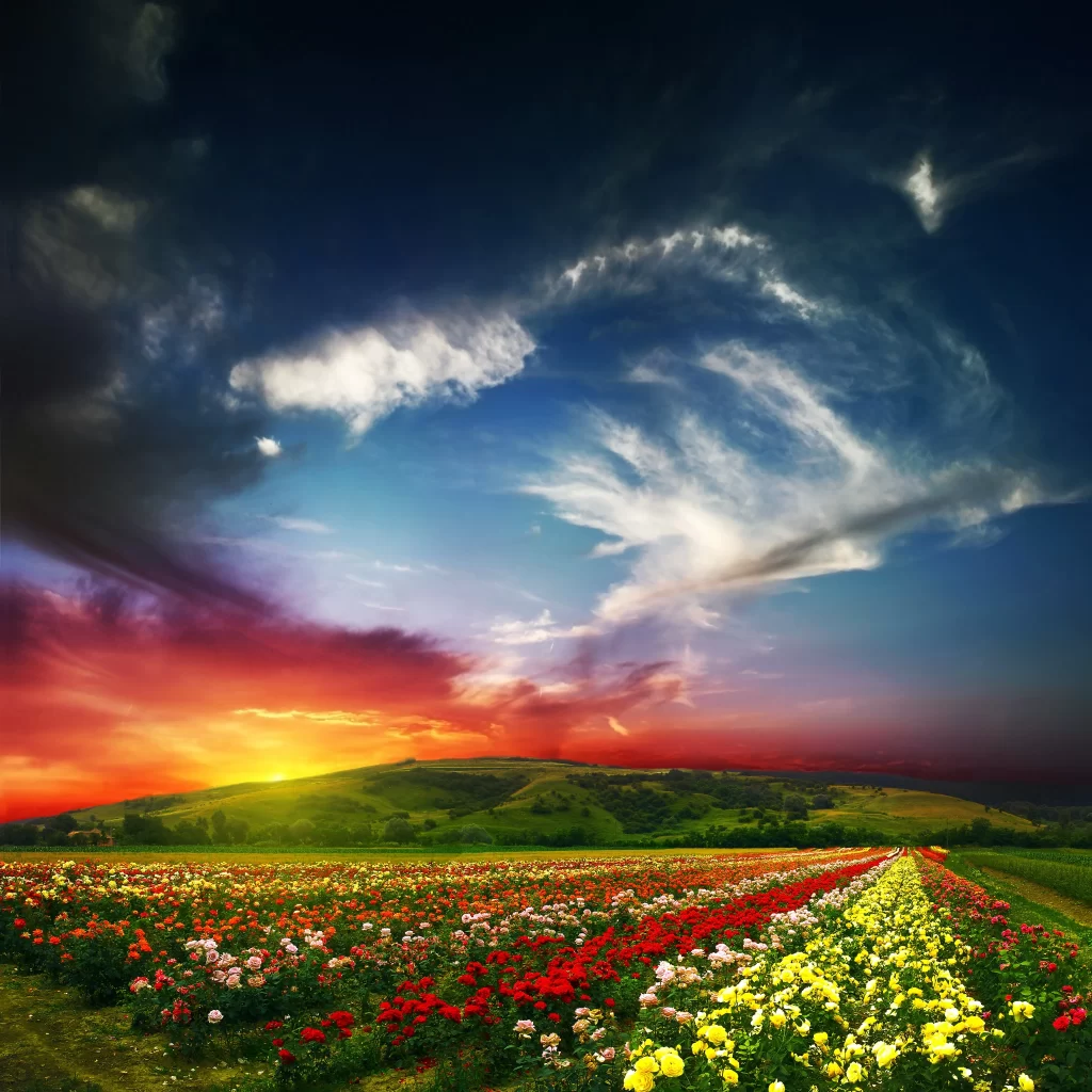 Vibrant Multicolored Tulips Sunset Sky Blooming Fields