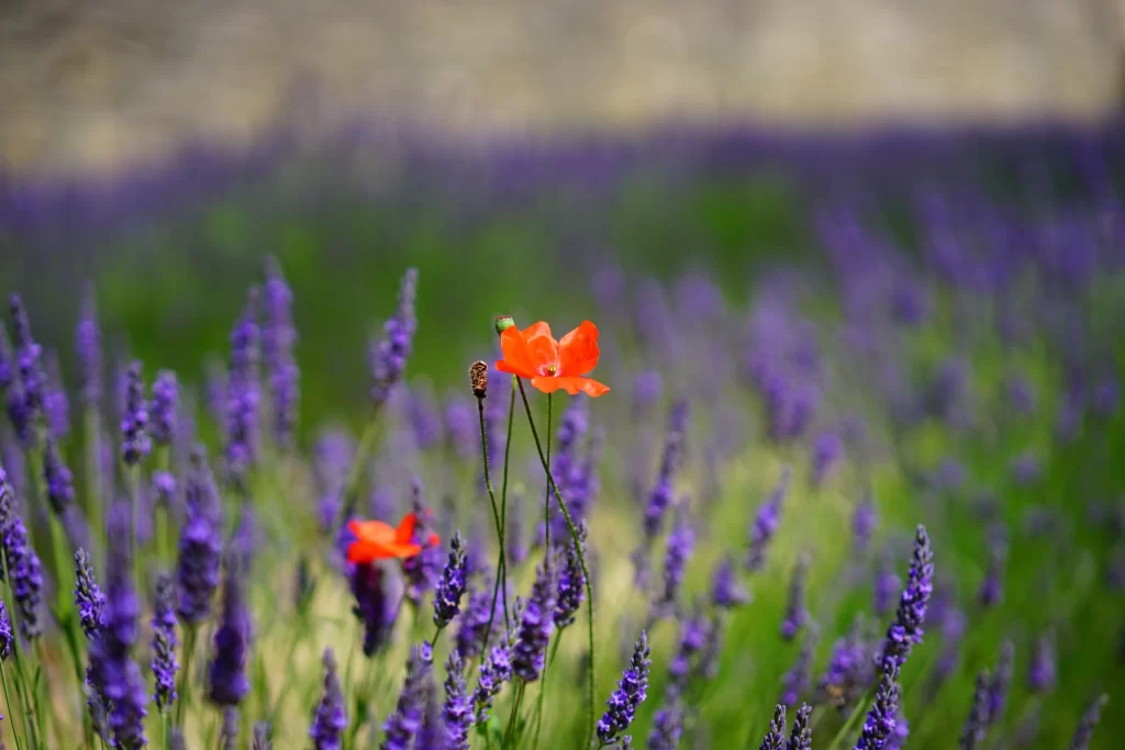 Vibrant Orange Poppy Purple Lavender Field