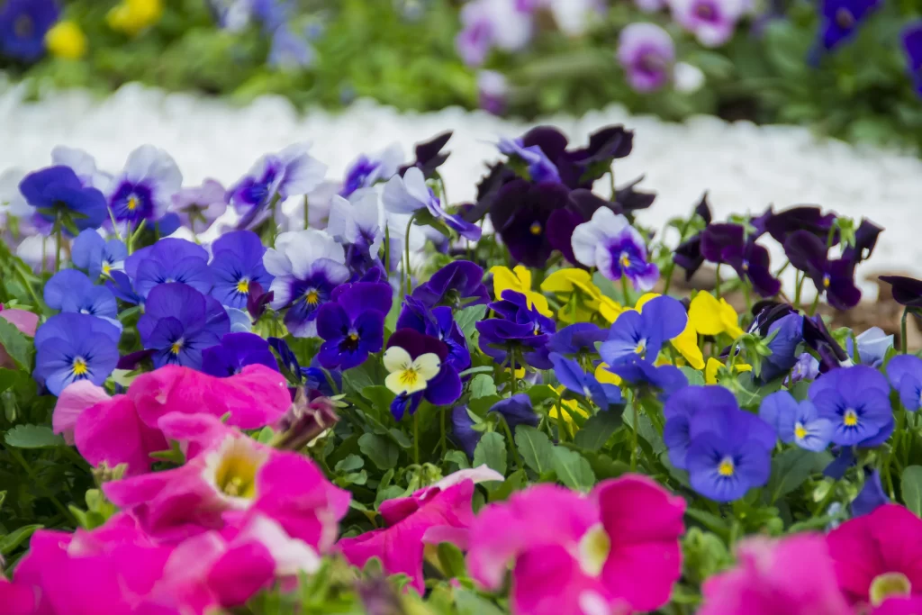 Vibrant Pansy Multicolored Petals Blooming Garden