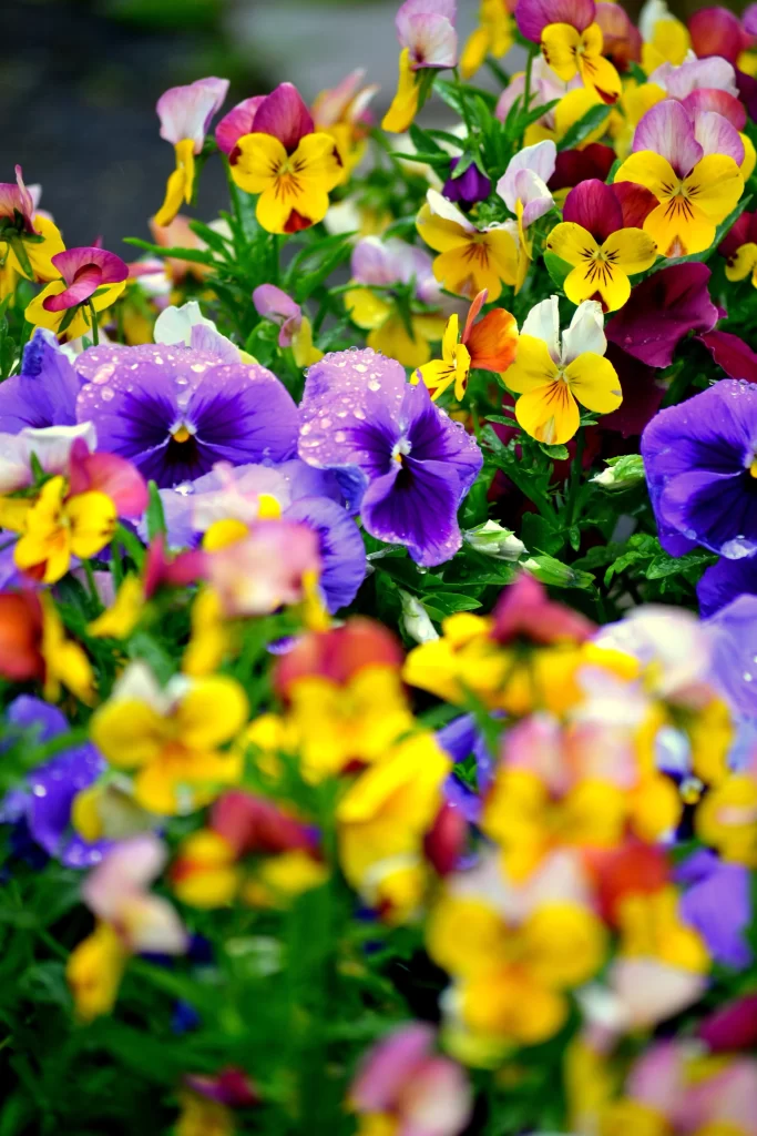 Vibrant Pansy Petals Purple Yellow Red Dewdrops