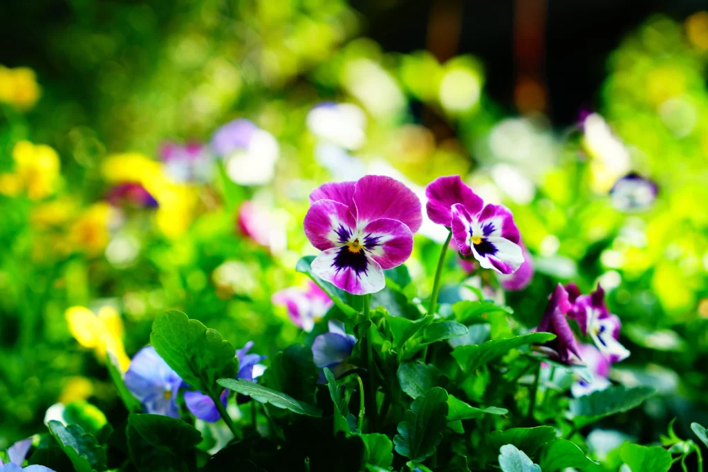 Vibrant Pansy Purple White Yellow Green