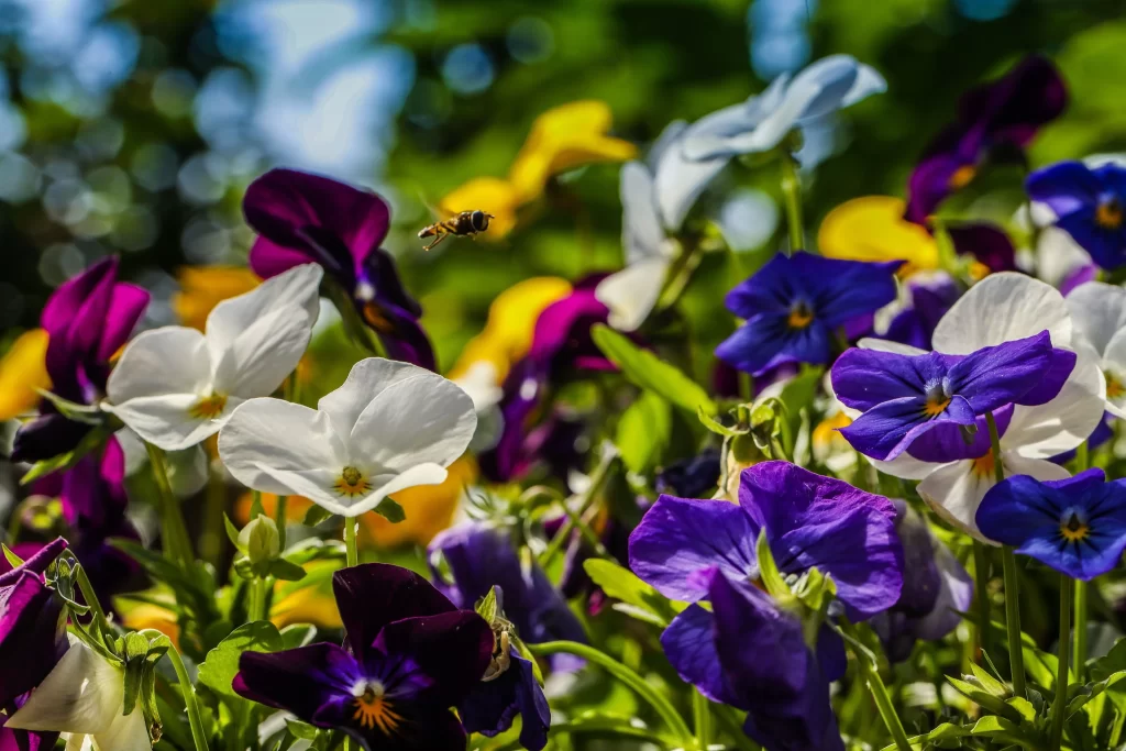 Vibrant Pansy Purple White Yellow Petals Sunlight