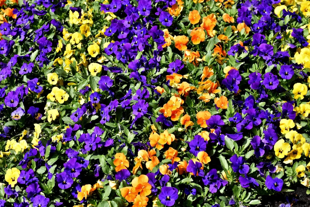 Vibrant Pansy Purple Yellow Orange Petals Dense