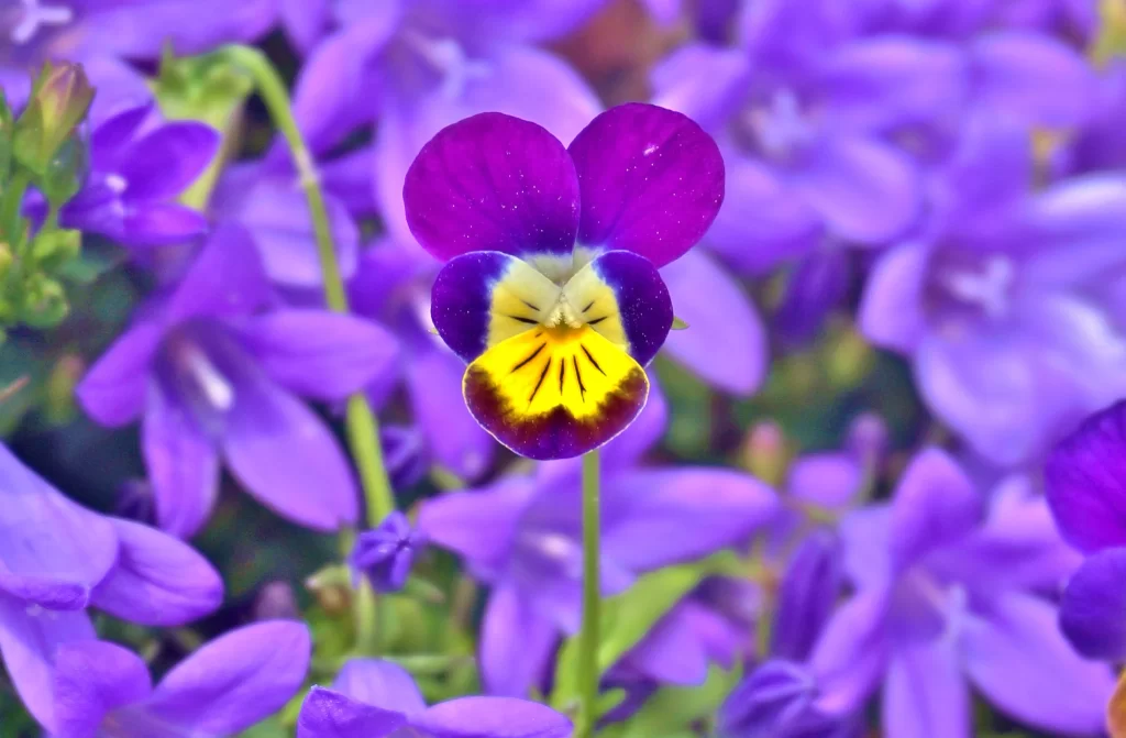 Vibrant Pansy Purple Yellow Petals Heart Shape