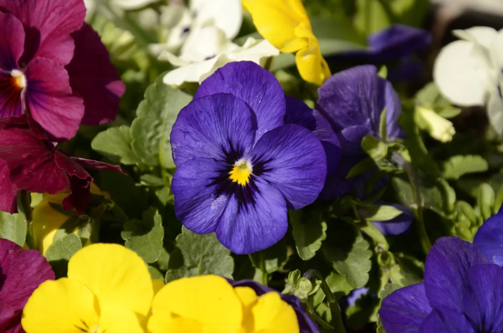 Vibrant Pansy Purple Yellow Red Petals Sunlit