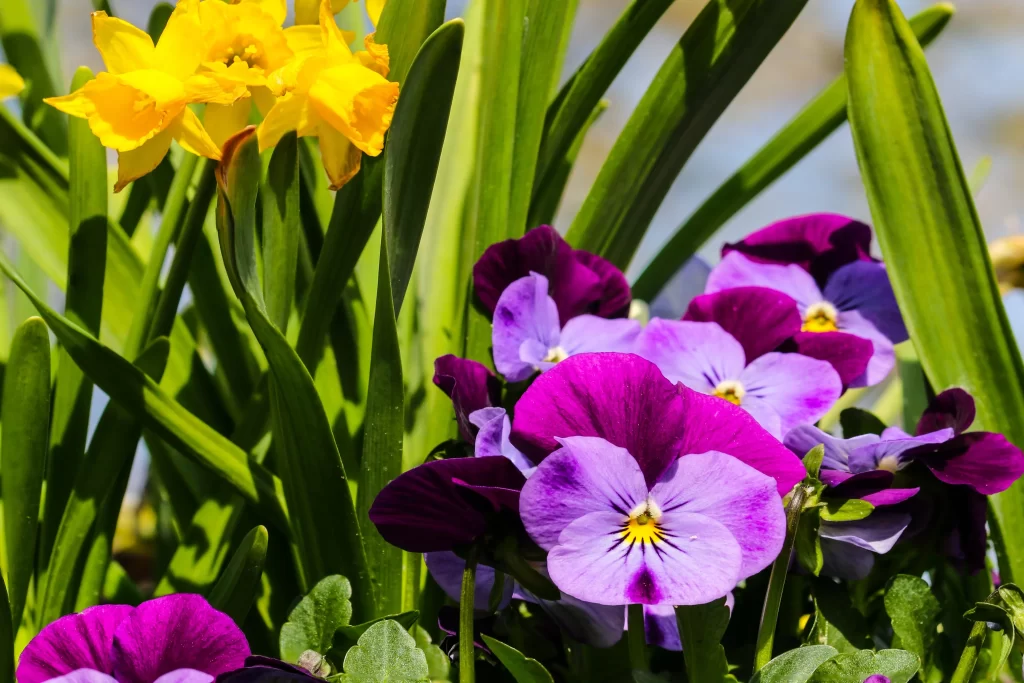 Vibrant Pansy Purple Yellow Petals Green Leaves