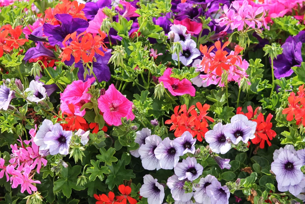 Vibrant Petals Multicolored Morning Glory Dense Blooms