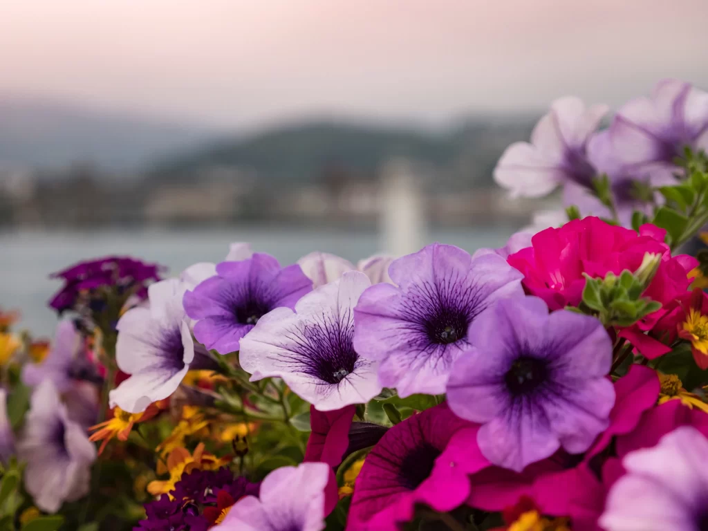 Vibrant Petunia Blooms Purple Pink Yellow
