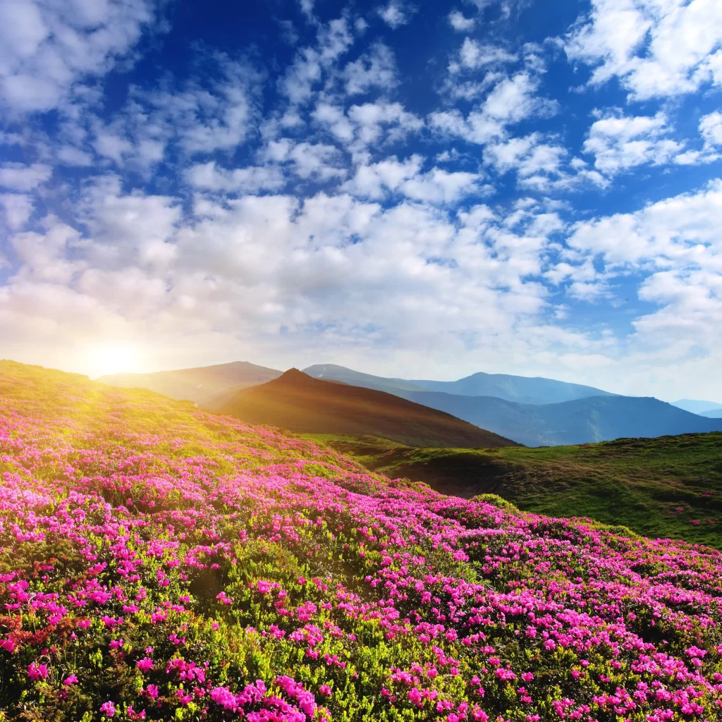 Vibrant Pink Blooms Hillside Sunlight Scenic