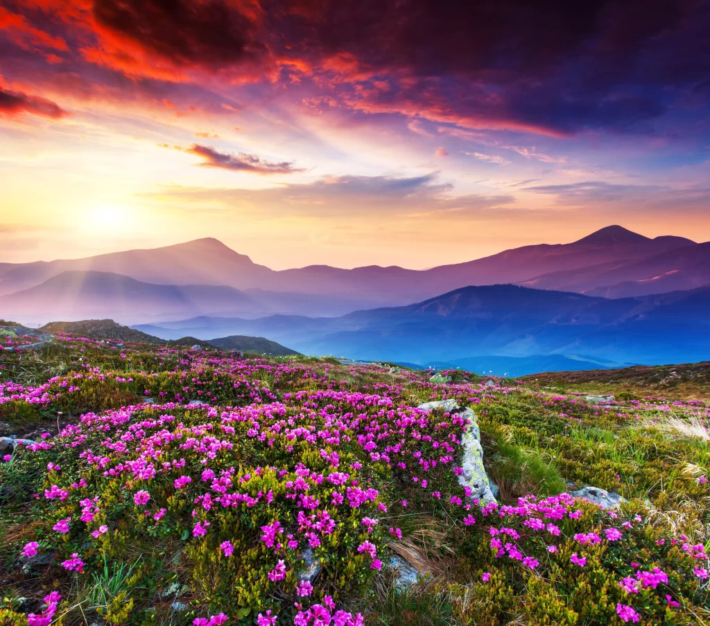 Vibrant Pink Blooms Mountain Sunset gray Scenic