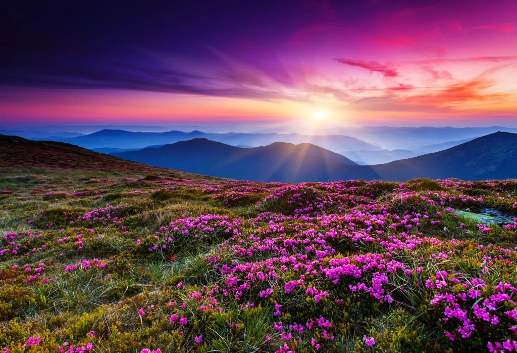 Vibrant Pink Blooms Mountain Sunset warm Scenic