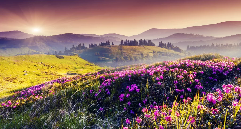 Vibrant Pink Blooms Rolling Hills Sunlight