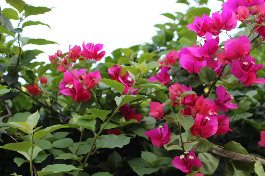 Vibrant Pink Bougainvillea Blooms Petals Green Leaves