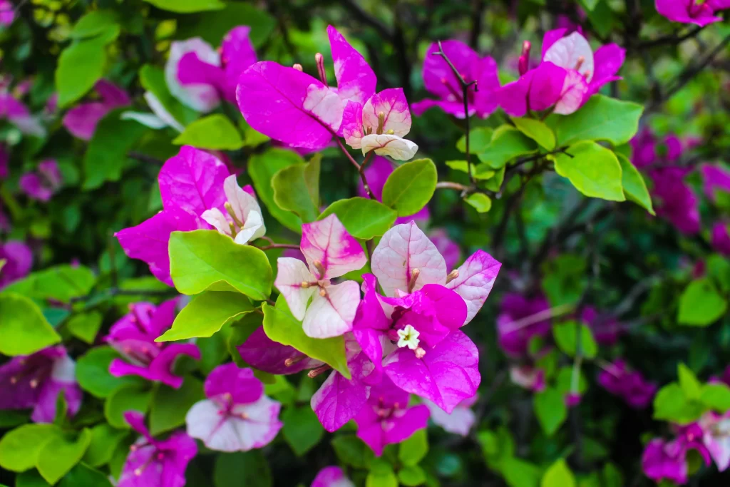 Vibrant Pink Bougainvillea Petals Green gray Leaves