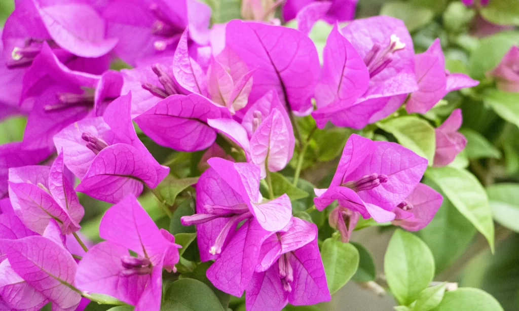 Vibrant Pink Bougainvillea Petals Green warm Leaves