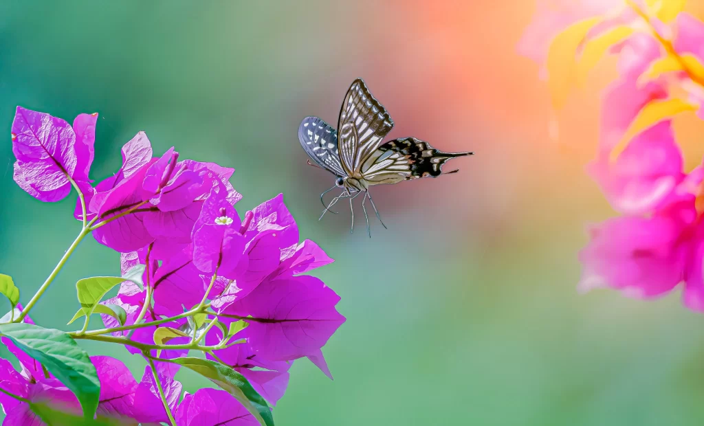 Vibrant Pink Bougainvillea Petals Butterfly