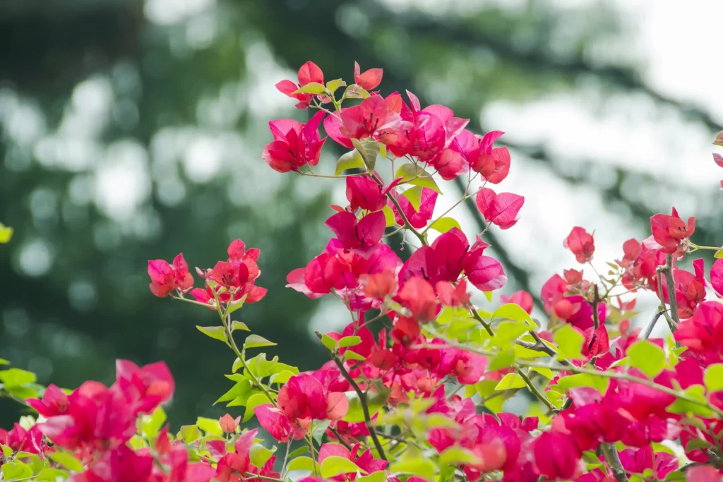 Vibrant Pink Bougainvillea Petals Green warm Leaves