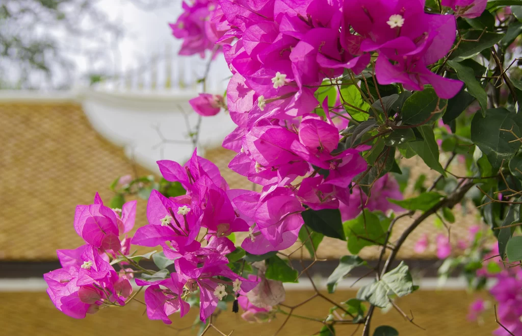Vibrant Pink Bougainvillea Petals Leaves