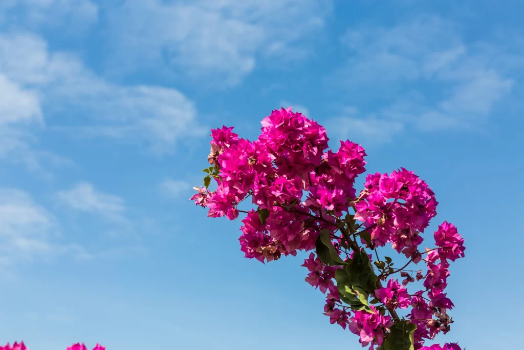 Vibrant Pink Bougainvillea Blooms Bright Blue Sky