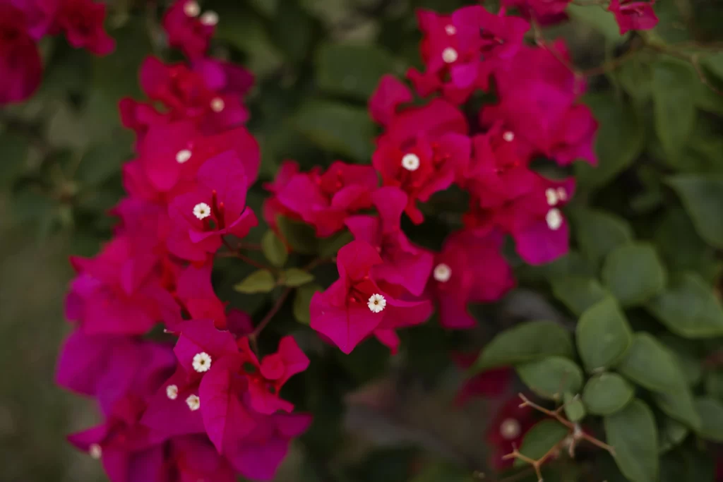 Vibrant Pink Bougainvillea Petals Green warm Leaves