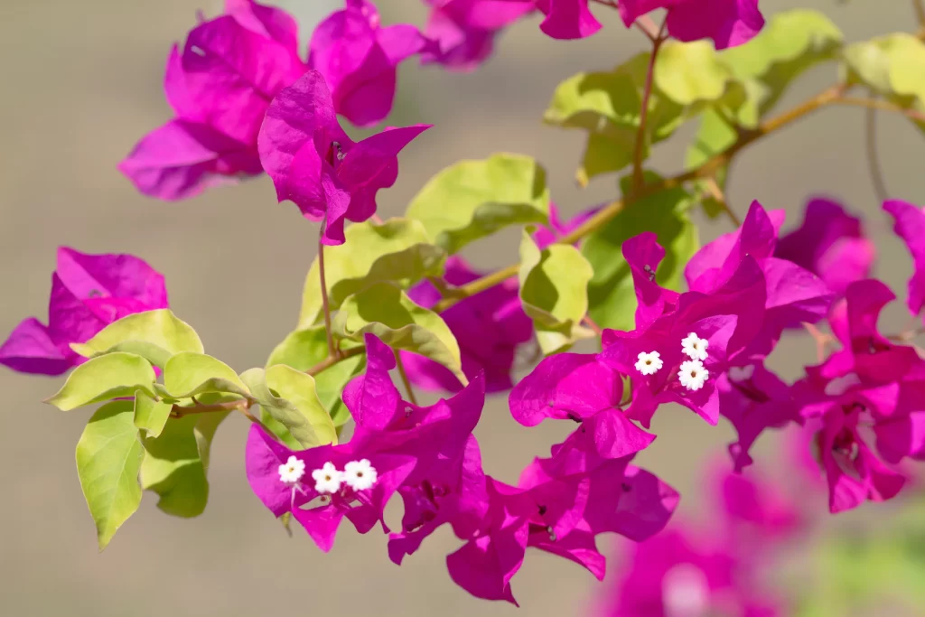 Vibrant Pink Bougainvillea Petals Green warm Leaves