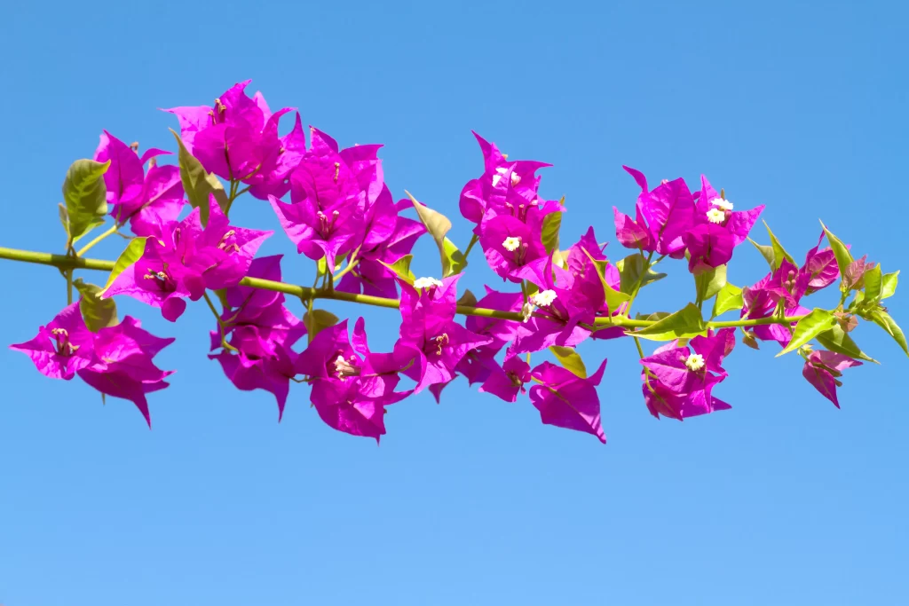 Vibrant Pink Bougainvillea Petals Branch Blue Sky