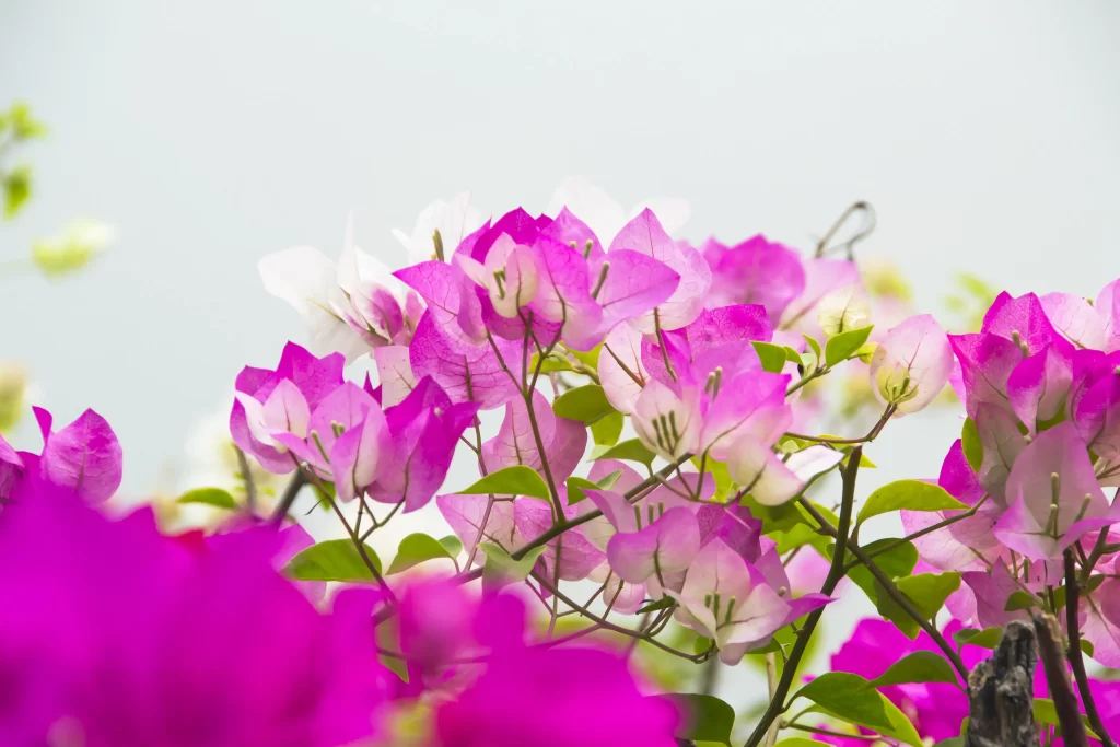 Vibrant Pink Bougainvillea Petals Green warm Leaves