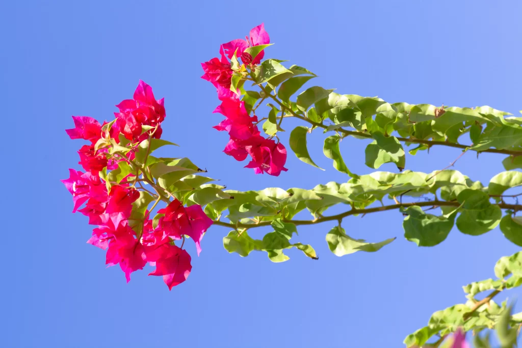Vibrant Pink Bougainvillea Petals Green Leaves Blue Sky