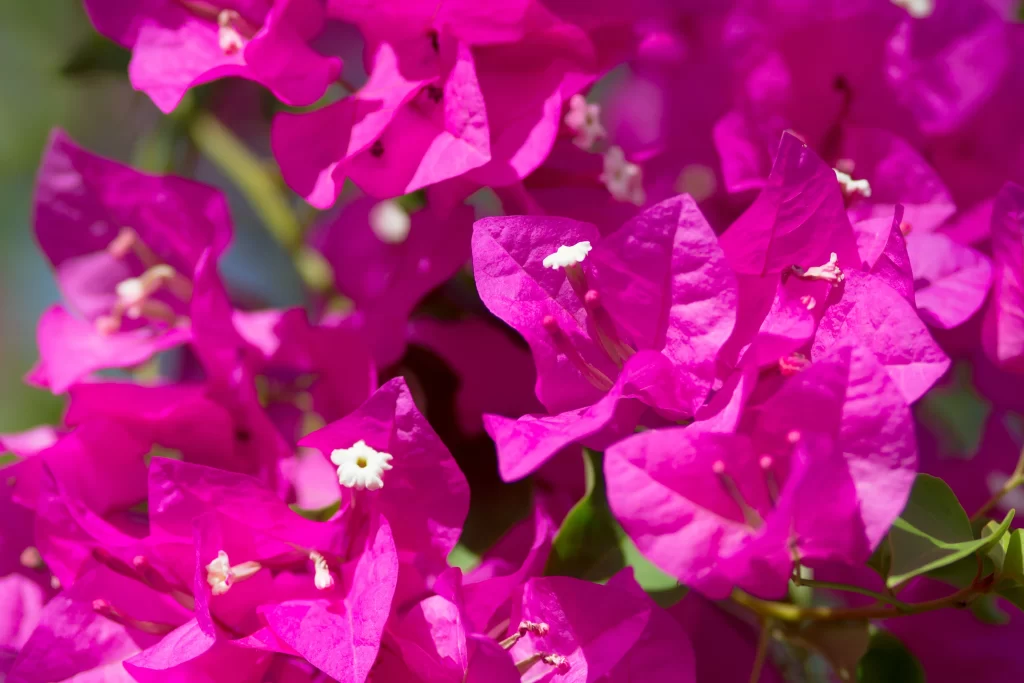Vibrant Pink Bougainvillea Petals warm Sunlight