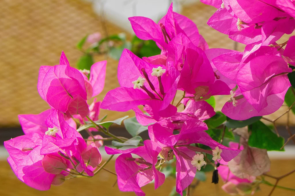 Vibrant Pink Bougainvillea Petals warm Sunlight