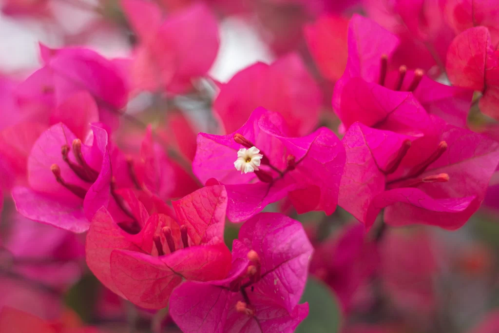 Vibrant Pink Bougainvillea Petals Bloom