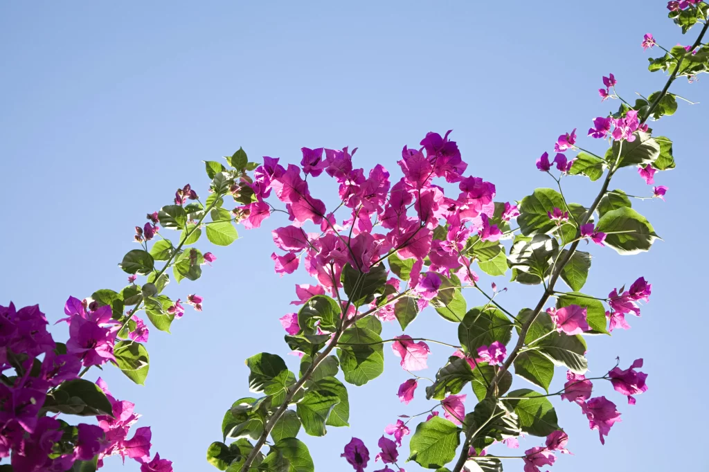 Vibrant Pink Bougainvillea Blooms Green Leaves Clear Sky